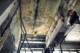 Best Water Damage & Mold Remediation  in Coal Grove, OH